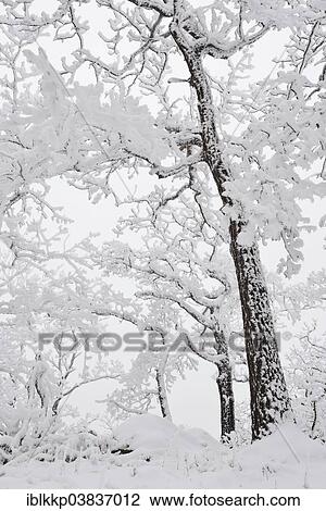 "A forest in winter, trees covered with snow and hoarfrost, Rosstrappe cliff, Thale, Saxony-Anhalt, Germany, Europe" View Large Photo Image Stock Image - "A forest in winter, trees covered with snow and hoarfrost, Rosstrappe cliff, Thale, Saxony-Anhalt, Germany, Europe". Fotosearch