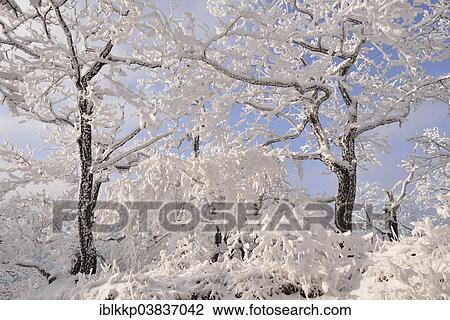 "A forest in winter, trees covered with snow and hoarfrost, Rosstrappe cliff, Thale, Saxony-Anhalt, Germany, Europe" View Large Photo Image Stock Image - "A forest in winter, trees covered with snow and hoarfrost, Rosstrappe cliff, Thale, Saxony-Anhalt, Germany, Europe". Fotosearch