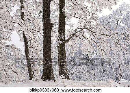 Stock Image - "A forest in winter, trees covered with snow and hoarfrost, Rosstrappe cliff, Thale, Saxony-Anhalt, Germany, Europe". Fotosearch