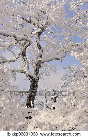 "A forest in winter, trees covered with snow and hoarfrost, Rosstrappe cliff, Thale, Saxony-Anhalt, Germany, Europe" View Large Photo Image Stock Photo - "A forest in winter, trees covered with snow and hoarfrost, Rosstrappe cliff, Thale, Saxony-Anhalt, Germany, Europe". Fotosearch