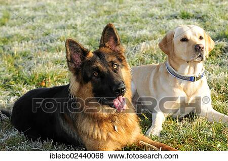 "A German Shepherd Dog, 12 months, and a yellow Labrador Retriever" View Large Photo Image Stock Photo - "A German Shepherd Dog, 12 months, and a yellow Labrador Retriever". Fotosearch