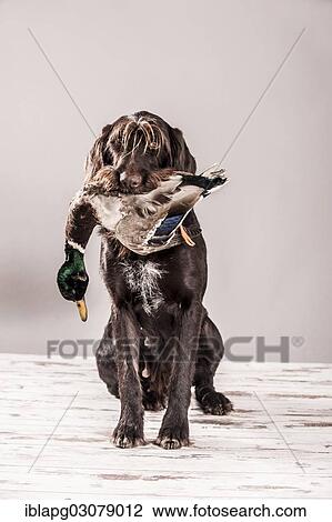 "A German Wirehaired Pointer with a duck in its mouth, Germany, Europe" View Large Photo Image Stock Image - "A German Wirehaired Pointer with a duck in its mouth, Germany, Europe". Fotosearch