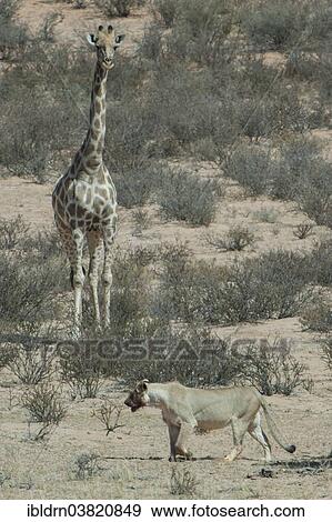 "A giraffe (Giraffa camelopardalis) meeting a lion (Panthera leo), Kgalagadi Transfrontier Park, Northern Cape, South Africa, Africa" View Large Photo Image Stock Photo - "A giraffe (Giraffa camelopardalis) meeting a lion (Panthera leo), Kgalagadi Transfrontier Park, Northern Cape, South Africa, Africa". Fotosearch