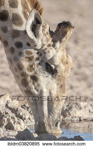 "A giraffe (Giraffa camelopardalis) drinking at a waterhole, Kgalagadi Transfrontier Park, Northern Cape, South Africa, Africa" View Large Photo Image Stock Photography - "A giraffe (Giraffa camelopardalis) drinking at a waterhole, Kgalagadi Transfrontier Park, Northern Cape, South Africa, Africa". Fotosearch
