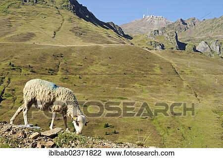 Stock Image - "A grazing sheep, Pic du Midi de Bigorre mountain with the observatory at the back, Col du Tourmalet, mountains, Bareges, Midi-Pyrenees, Pyrenees, departement of Hautes-Pyrenees, France, Europe, PublicGround, Europe". Fotosearch