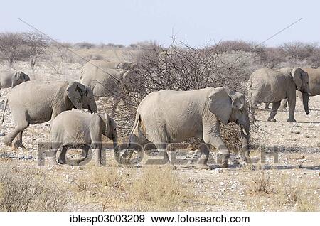 Stock Photo - "A group of African elephants (Loxodonta africana) with a calf, Okaukuejo, Etosha-Nationalpark, Outjo, Namibia, Africa". Fotosearch