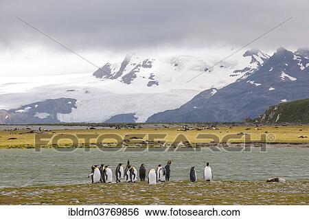"A group of King Penguins (Aptenodytes patagonicus), Salisbury Plain, South Georgia and the South Sandwich Islands, British overseas territory, Antarctica" View Large Photo Image Stock Photograph - "A group of King Penguins (Aptenodytes patagonicus), Salisbury Plain, South Georgia and the South Sandwich Islands, British overseas territory, Antarctica". Fotosearch