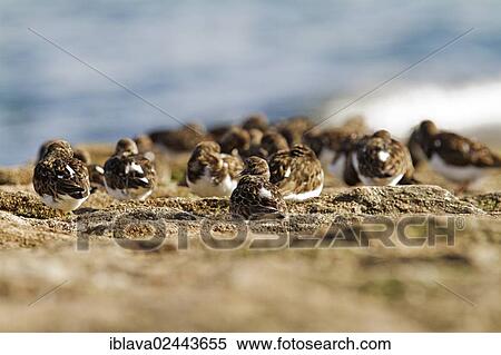 "A group of Turnstones (Arenaria sp. ) on a breakwater, Dawlish, England, United Kingdom, Europe" View Large Photo Image Stock Photography - "A group of Turnstones (Arenaria sp. ) on a breakwater, Dawlish, England, United Kingdom, Europe". Fotosearch