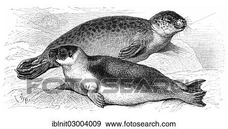 "A Harbor Seal (Phoca vitulina), at the top, and a Harp Seal (Phoca groenlandica), below, an illustration from Meyers Konversationslexikon encyclopedia, 1897" View Large Photo Image Stock Photo - "A Harbor Seal (Phoca vitulina), at the top, and a Harp Seal (Phoca groenlandica), below, an illustration from Meyers Konversationslexikon encyclopedia, 1897". Fotosearch