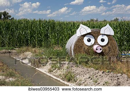 Stock Image - "A hay bale decorated as a pig on a Nebraska farm, Melbeta, Nebraska, United States, North America". Fotosearch