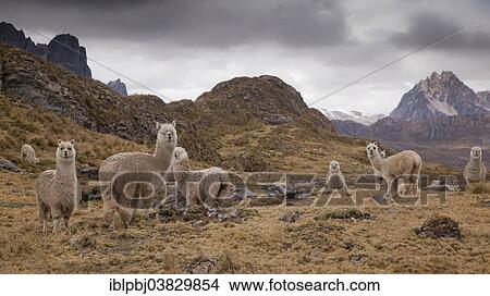 "A herd of Alpacas (Vicugna pacos), Cordillera Huayhuash, Peru, South America" View Large Photo Image Picture - "A herd of Alpacas (Vicugna pacos), Cordillera Huayhuash, Peru, South America". Fotosearch