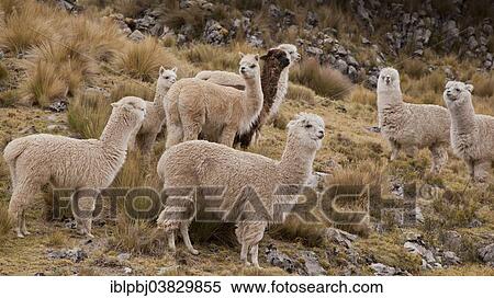 "A herd of Alpacas (Vicugna pacos), Cordillera Huayhuash, Peru, South America" View Large Photo Image Stock Photography - "A herd of Alpacas (Vicugna pacos), Cordillera Huayhuash, Peru, South America". Fotosearch