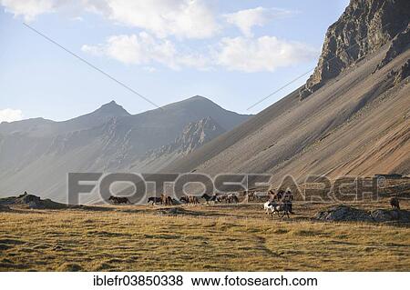 "A herd of feral Icelandic horses, Horn, Hofn i Hornafiroi, Hornafjorour, Iceland, Europe" View Large Photo Image Stock Photo - "A herd of feral Icelandic horses, Horn, Hofn i Hornafiroi, Hornafjorour, Iceland, Europe". Fotosearch