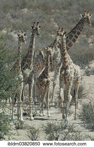"A herd of giraffes (Giraffa camelopardalis), Kgalagadi Transfrontier Park, Northern Cape, South Africa, Africa" View Large Photo Image Stock Image - "A herd of giraffes (Giraffa camelopardalis), Kgalagadi Transfrontier Park, Northern Cape, South Africa, Africa". Fotosearch