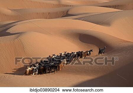 "A herd of goats in the sand dunes of the Wahiba Sands desert, also known as Ramlat al-Wahiba or Sharqiya Sands, in the evening light, Hawiyah, Ash Sharqiyah, Oman, Asia" View Large Photo Image Picture - "A herd of goats in the sand dunes of the Wahiba Sands desert, also known as Ramlat al-Wahiba or Sharqiya Sands, in the evening light, Hawiyah, Ash Sharqiyah, Oman, Asia". Fotosearch