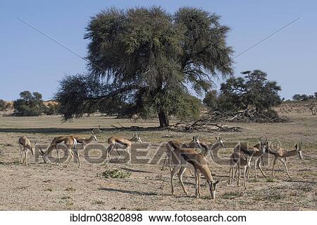 "A herd of springboks (Antidorcas marsupialis) in the Nossob Valley, Nossob, Kgalagadi Transfrontier Park, Northern Cape, South Africa, Africa" View Large Photo Image Stock Photo - "A herd of springboks (Antidorcas marsupialis) in the Nossob Valley, Nossob, Kgalagadi Transfrontier Park, Northern Cape, South Africa, Africa". Fotosearch
