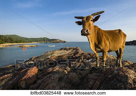 "A holy cow is standing on a rock at Om Beach, Gokarna, Karnataka, India, Asia" View Large Photo Image Stock Photo - "A holy cow is standing on a rock at Om Beach, Gokarna, Karnataka, India, Asia". Fotosearch
