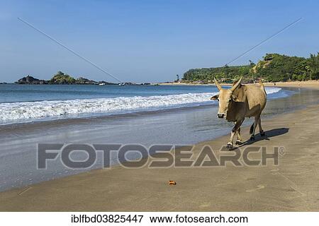 "A holy cow is walking along Om Beach, Gokarna, Karnataka, India, Asia" View Large Photo Image Stock Photo - "A holy cow is walking along Om Beach, Gokarna, Karnataka, India, Asia". Fotosearch