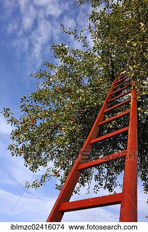 Picture - A ladder leaning against an apple tree with ripe apples, Eckental, Middle Franconia, Bavaria, Germany, Europe. Fotosearch