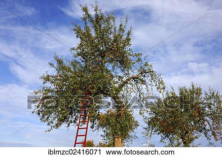 A ladder leaning against an apple tree with ripe apples, Eckental, Middle Franconia, Bavaria, Germany, Europe View Large Photo Image Stock Image - A ladder leaning against an apple tree with ripe apples, Eckental, Middle Franconia, Bavaria, Germany, Europe. Fotosearch
