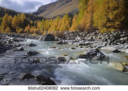Stock Image - "A larch forest (Larix) in autumn on Roseg river, Pontresina, canton of Grisons, Engadin, Switzerland, Europe". Fotosearch