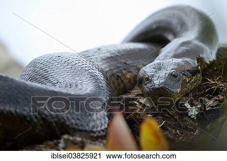 "A large Anaconda or Green Anaconda (Eunectes murinus), Cuyabeno Wildlife Reserve, nature reserve, Ecuador, South America" View Large Photo Image Stock Image - "A large Anaconda or Green Anaconda (Eunectes murinus), Cuyabeno Wildlife Reserve, nature reserve, Ecuador, South America". Fotosearch