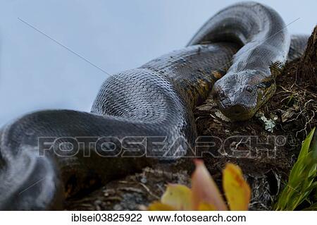 "A large Anaconda or Green Anaconda (Eunectes murinus), Cuyabeno Wildlife Reserve, nature reserve, Ecuador, South America" View Large Photo Image Stock Image - "A large Anaconda or Green Anaconda (Eunectes murinus), Cuyabeno Wildlife Reserve, nature reserve, Ecuador, South America". Fotosearch