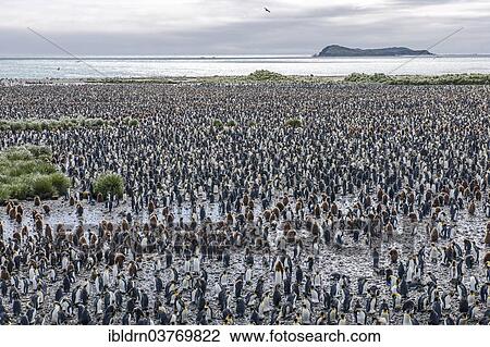 "A large colony of King Penguins (Aptenodytes patagonicus), Salisbury Plain, South Georgia and the South Sandwich Islands, United Kingdom, Antarctica" View Large Photo Image Stock Image - "A large colony of King Penguins (Aptenodytes patagonicus), Salisbury Plain, South Georgia and the South Sandwich Islands, United Kingdom, Antarctica". Fotosearch