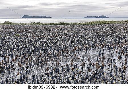 "A large colony of King Penguins (Aptenodytes patagonicus), Salisbury Plain, South Georgia and the South Sandwich Islands, British overseas territory, Antarctica" View Large Photo Image Stock Photo - "A large colony of King Penguins (Aptenodytes patagonicus), Salisbury Plain, South Georgia and the South Sandwich Islands, British overseas territory, Antarctica". Fotosearch