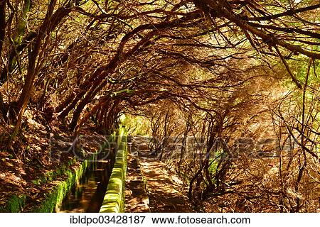 "A levada, a waterway designed for irrigation, runs throgh the undergrowth, Madeira, Portugal, Europe" View Large Photo Image Stock Photo - "A levada, a waterway designed for irrigation, runs throgh the undergrowth, Madeira, Portugal, Europe". Fotosearch