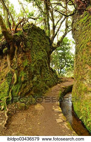 "A levada, a waterway designed for irrigation, cuts through the mountainside, Madeira, Portugal, Europe" View Large Photo Image Stock Photo - "A levada, a waterway designed for irrigation, cuts through the mountainside, Madeira, Portugal, Europe". Fotosearch