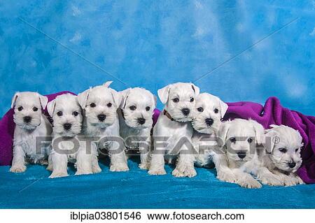 A litter of eight white Miniature Schnauzer puppies View Large Photo Image Stock Photograph - A litter of eight white Miniature Schnauzer puppies. Fotosearch