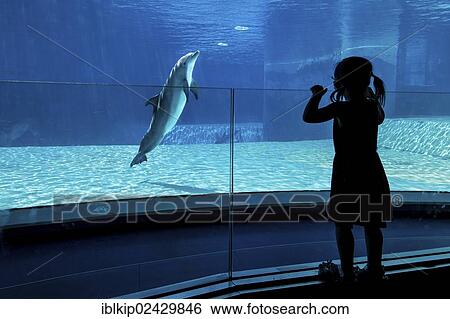 "A little girl looking on a dolphin making air bubbles in an aquarium, Oltremare, Italy, Europe" View Large Photo Image Stock Photograph - "A little girl looking on a dolphin making air bubbles in an aquarium, Oltremare, Italy, Europe". Fotosearch