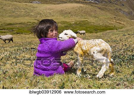"A little girl of the Quechua Indians sitting on a mountain meadow and holding a newborn lamb in her arms, Cordillera Huayhuash, Northern Peru, Peru, South America" View Large Photo Image Stock Photograph - "A little girl of the Quechua Indians sitting on a mountain meadow and holding a newborn lamb in her arms, Cordillera Huayhuash, Northern Peru, Peru, South America". Fotosearch