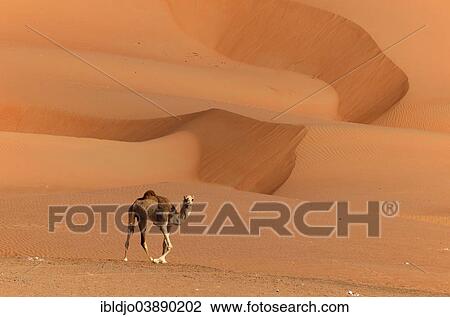 Stock Image - "A lone camel in front of a sand dunes of the Wahiba Sands desert, also known as Ramlat al-Wahiba or Sharqiya Sands, in the evening light, Hawiyah, Ash Sharqiyah, Oman, Asia". Fotosearch