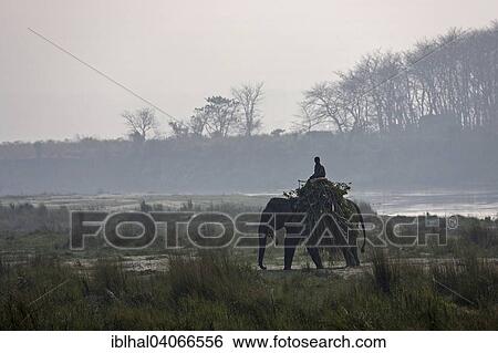 "A mahout riding his elephant on the East Rapti River at Sauraha, near the Chitwan National Park, Nepal, Asia" View Large Photo Image Stock Photograph - "A mahout riding his elephant on the East Rapti River at Sauraha, near the Chitwan National Park, Nepal, Asia". Fotosearch
