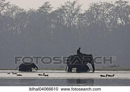 Stock Image - "A Mahut crosses the East Rapti Riverwith his elephant and two juveniles at Sauraha, near the Chitwan National Park, Nepal, Asia". Fotosearch