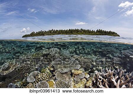 "A Maldive island covered in palm trees and a coral reef overgrown with stone corals, fringing reef, reef flat, Indian Ocean, Embudu, South Male Atoll, Maldives, Asia" View Large Photo Image Stock Image - "A Maldive island covered in palm trees and a coral reef overgrown with stone corals, fringing reef, reef flat, Indian Ocean, Embudu, South Male Atoll, Maldives, Asia". Fotosearch