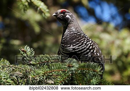 "A male Spruce Grouse or Canada Grouse (Falcipennis canadensis), Alaska, United States, North America" View Large Photo Image Stock Photo - "A male Spruce Grouse or Canada Grouse (Falcipennis canadensis), Alaska, United States, North America". Fotosearch