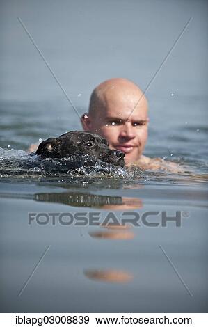 "A man and a dog swimming in a lake, Old English Staffordshire Bull Terrier, The Netherlands, Europe" View Large Photo Image Stock Photo - "A man and a dog swimming in a lake, Old English Staffordshire Bull Terrier, The Netherlands, Europe". Fotosearch