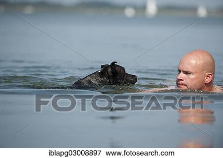 "A man and a dog swimming in a lake, Old English Staffordshire Bull Terrier, The Netherlands, Europe" View Large Photo Image Stock Photo - "A man and a dog swimming in a lake, Old English Staffordshire Bull Terrier, The Netherlands, Europe". Fotosearch