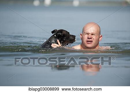 "A man and a dog swimming in a lake, Old English Staffordshire Bull Terrier, The Netherlands, Europe" View Large Photo Image Stock Photo - "A man and a dog swimming in a lake, Old English Staffordshire Bull Terrier, The Netherlands, Europe". Fotosearch