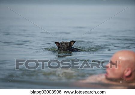 "A man and a dog swimming in a lake, Old English Staffordshire Bull Terrier, The Netherlands, Europe" View Large Photo Image Stock Photograph - "A man and a dog swimming in a lake, Old English Staffordshire Bull Terrier, The Netherlands, Europe". Fotosearch