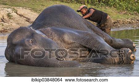 Picture - "A man bathing an Asian Elephant (Elephas maximus), Kaziranga National Park, Assam, India, Asia". Fotosearch