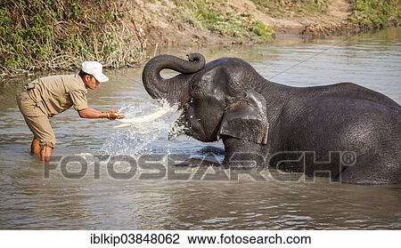 "A man bathing an Asian Elephant (Elephas maximus), Kaziranga National Park, Assam, India, Asia" View Large Photo Image Stock Image - "A man bathing an Asian Elephant (Elephas maximus), Kaziranga National Park, Assam, India, Asia". Fotosearch