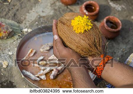 "A man is holding a coconut during Dashkriya or Asthi Visarjan, a ritual which is performed 10 days after the death of a family member, Nasik, Maharashtra, India, Asia" View Large Photo Image Stock Photography - "A man is holding a coconut during Dashkriya or Asthi Visarjan, a ritual which is performed 10 days after the death of a family member, Nasik, Maharashtra, India, Asia". Fotosearch