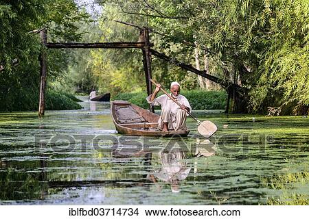 Picture - "A man paddeling in a shikara boat on a canal near Dal Lake, Srinagar, Jammu and Kashmir, India, Asia". Fotosearch