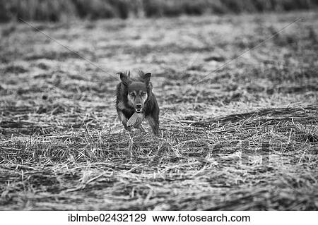 "A medium-sized female mongrel running across a harvested field, Brandenburg, Germany, Europe" View Large Photo Image Stock Photo - "A medium-sized female mongrel running across a harvested field, Brandenburg, Germany, Europe". Fotosearch