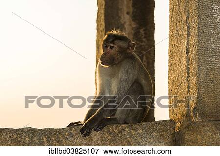 "A monkey, rhesus macaque (Macaca mulatta) is sitting on a rock in the ruins of the former Vijayanagara Empire, Hampi, Karnataka, India, Asia" View Large Photo Image Stock Photo - "A monkey, rhesus macaque (Macaca mulatta) is sitting on a rock in the ruins of the former Vijayanagara Empire, Hampi, Karnataka, India, Asia". Fotosearch
