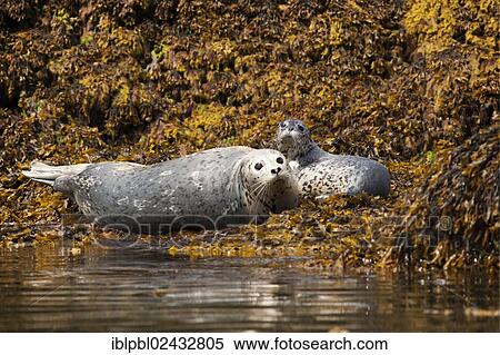 Stock Photography - "A mother Harbor seal (Phoca vitulina) and her pup, Prince William Sound, Alaska, United States, North America". Fotosearch